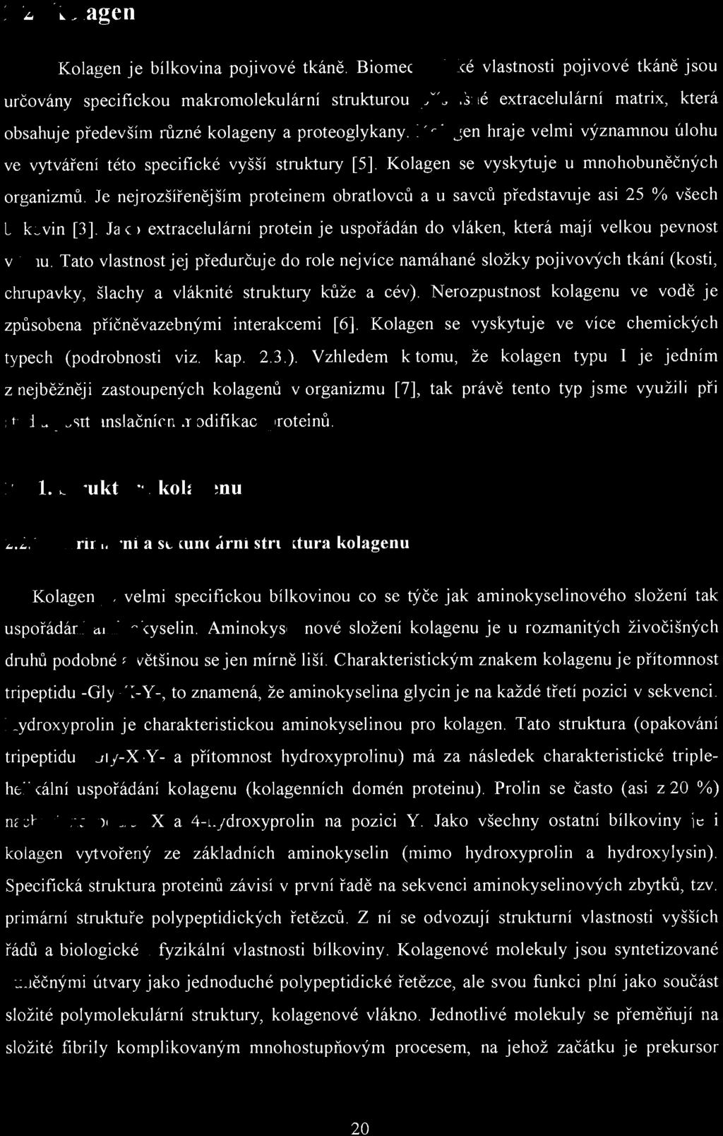 2.2. Kolagen Kolagen je bílkovina pojivové tkáně.