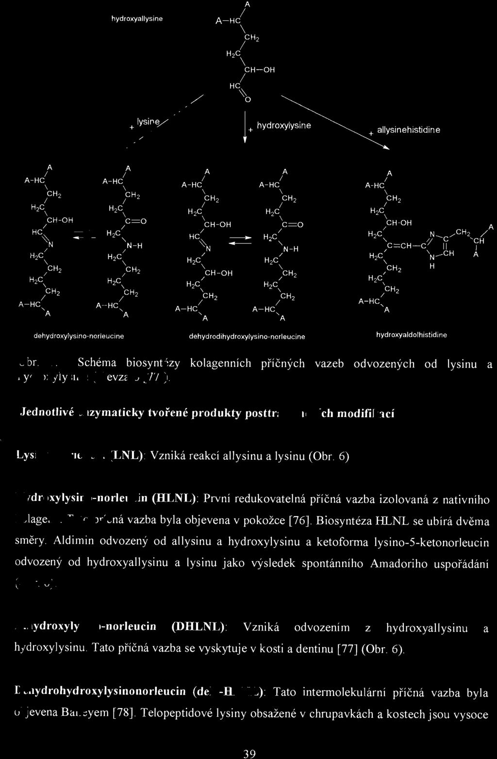 hydroxyallysine A / A-HC \ CH2 / H 2 C \ CH-OH / HC ~ O + Iysine 1+ hydroxylysine + allysinehistidine A A A A I I A A-HC I I / A-HC A-HC A-HC A-HC \ \ \ \ CH \ 2 CH 2 CH2 CH I I 2 /CH 2 H I I 2 C H 2