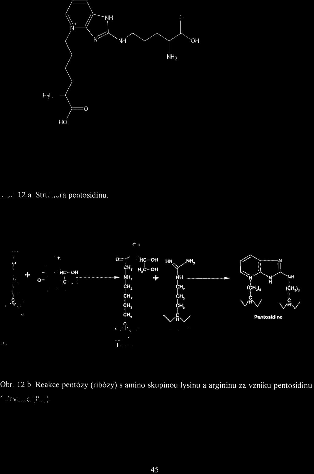 HO /=0 Obr. 12 a. Struktura pentosidinu -~-l" OH O=r~'ttT-OH ~H~ H~C '.'OO... NI-t. + bh~ I?H~ f: v,.