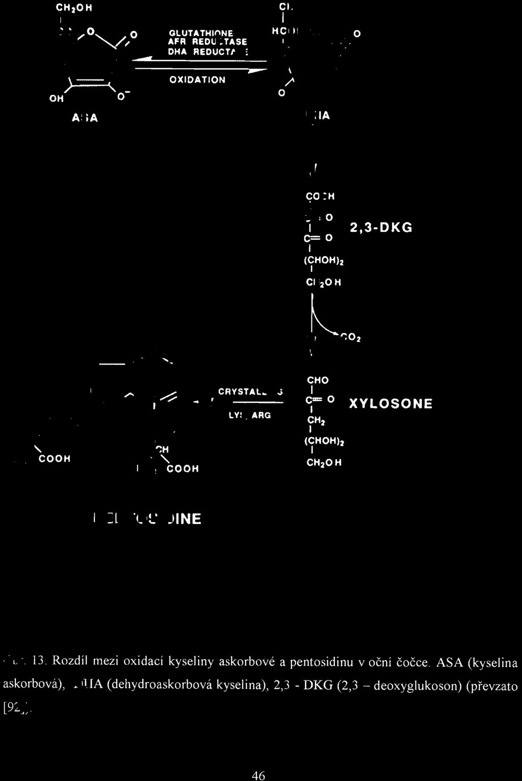 CH20H I H~01 O G_L_U_TA_T_H_IO_N_E_~_... AFA REDUCTASE DHA REDUCTASE CH aoh I HcDoH o o DHA ~ COOH I C= O I c=o I (CHOH)2 I CH20H 2,3-DKG ~CO' CRYSTALL INS. ~ -... - --- N I (CHa),.