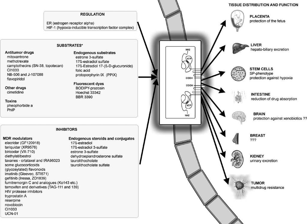Obr. 6: Schéma lokalizace a funkce BCRP v organismu; inhibitory a substráty wt BCRP (převzato z publikace Staud and Pavek, 2005). Bylo zjištěno, ţe také pohlavní hormony ovlivňují expresi BCRP.