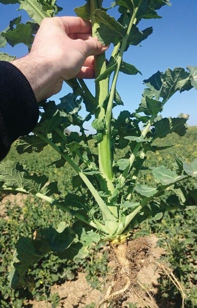 V průběhu pokusu byl sledován vliv stimulátoru na kořenový systém plodin. Do porostů řepky a slunečnice byl ve fázi 4 až 6 pravých listů aplikován AGRO-SORB Folium v dávce 2 l/ha.