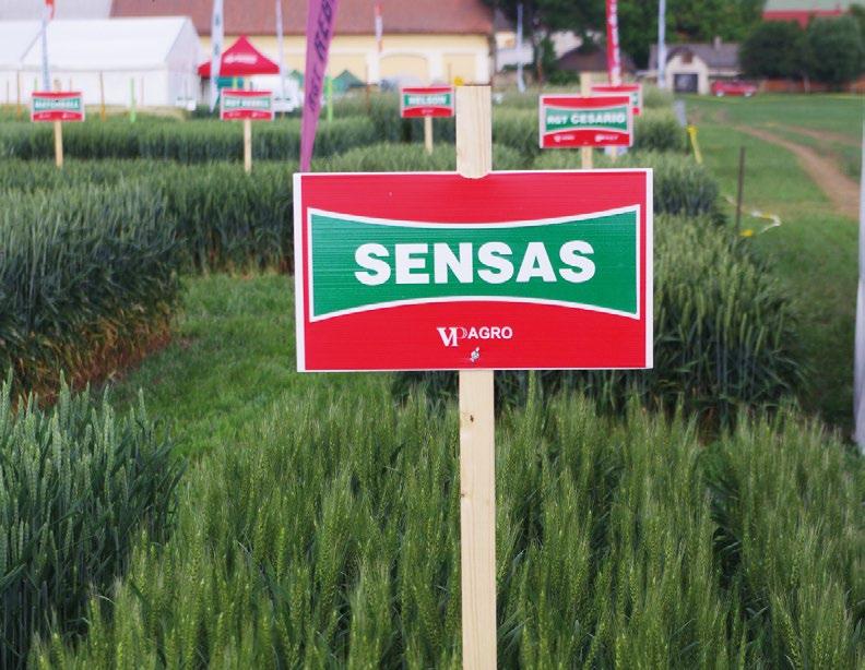 Při použití biostimulátoru AGRO- -SORB Folium bylo u slunečnice dosaženo průměrného výnosu 3 t/ha což je o 0,12 t více než na neošetřené kontrole. Ing. Jaroslav Šuk, Ing.