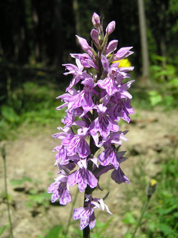 Křupalová, 2. 8.