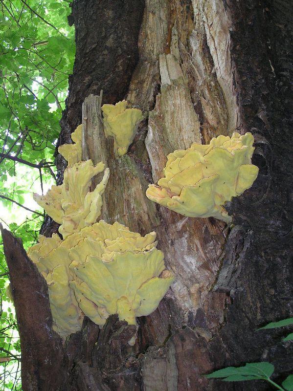(Laetiporus sulphureus) (Š.