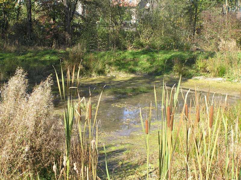 Obr. 35 Semetínský rybník (Š. Křupalová, 15. 10. 2007) Tab. 13 Nejvýznamnější památné stromy (http://drusop.nature.