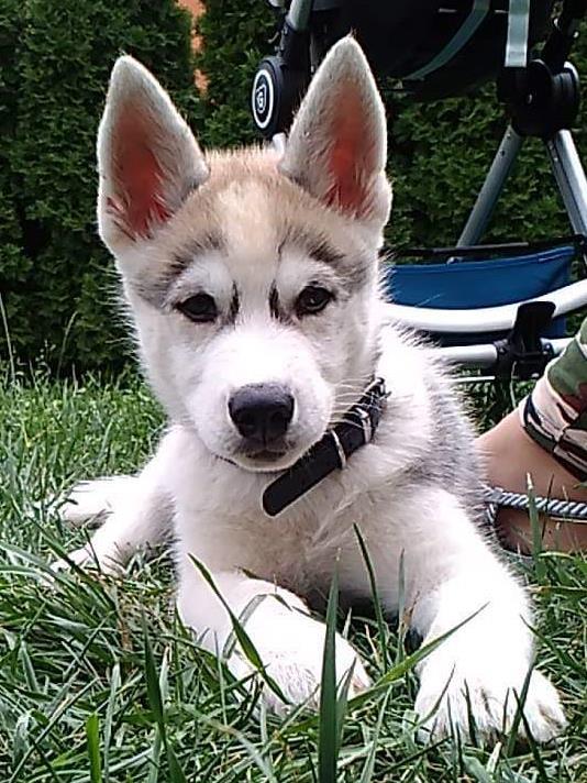 místo LOKI (bez PP) Plemeno: Sibiřský husky Narozen: 11. 6.