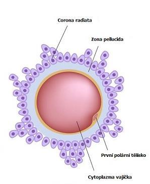 Stavba gamet OOCYT SPERMIE centriol Vajíčko má