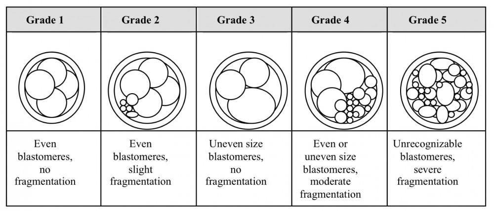 morfologické parametry a fragmentace embryí hodnotí se celková morfologie embrya (počet, tvar a velikost blastomer) kvalita embryí bývá označena