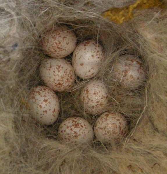 SÝKORA KOŇADRA 1.Hnízdo staví pouze samice a pak do něj snáší kolem deseti vajec. 2.Vajíčka jsou červenohnědě tečkovaná na bílém podkladu. 3.