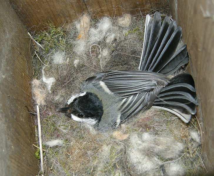 SÝKORA KOŇADRA 1.Často hnízdí dvakrát v jedné sezóně. 2.Mláďata setrvávají s rodiči i přes zimu. 3.Mláďata jsou krmena převážně housenkami pavoukovci a různými larvami hmyzu. 4.