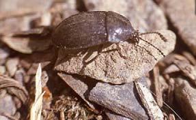 Larvy hmyzu - Coleoptera