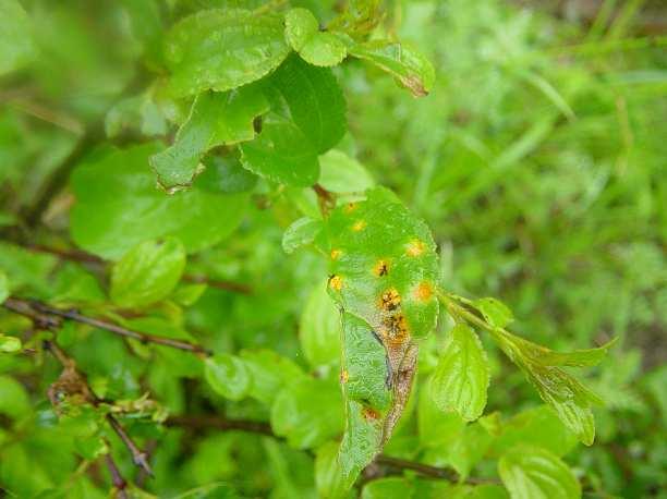 Muscari tenuiflorum Puccinia