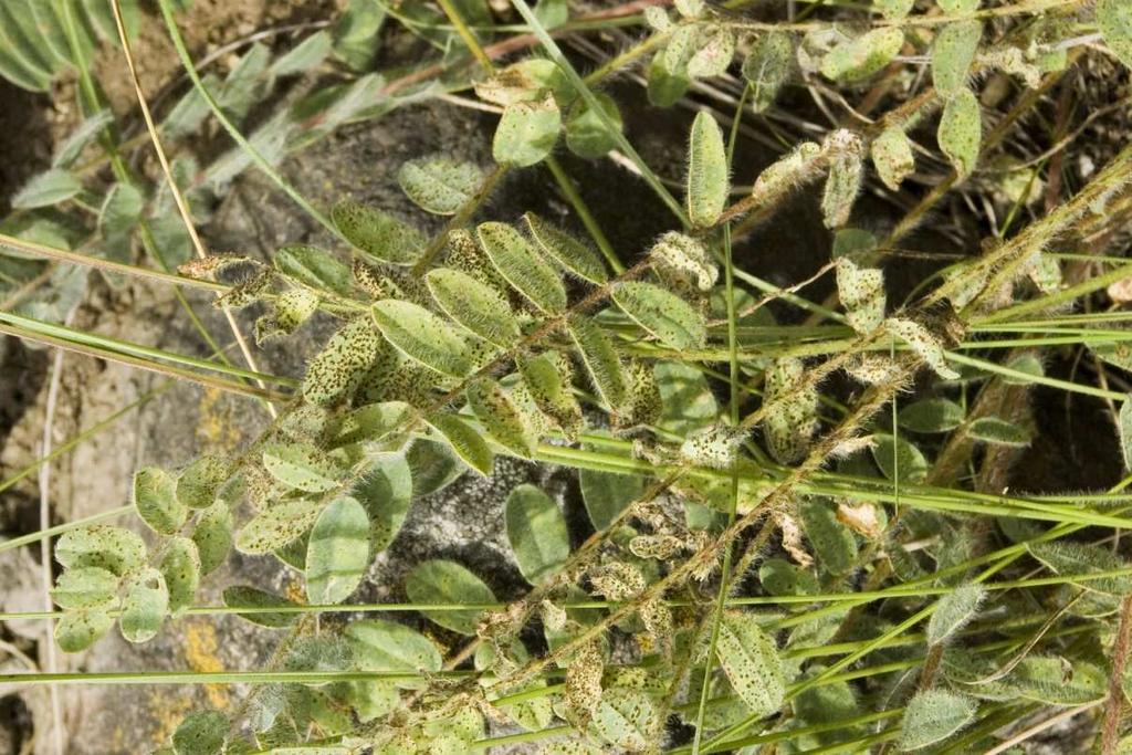 Uromyces punctatus - telia na Astragalus