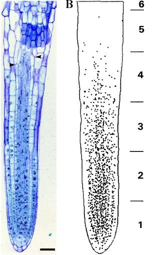 Vizualizace jaderného dělení v kořeni Arabidopsis [3H]thymidine-labelled root 3 days after germination.