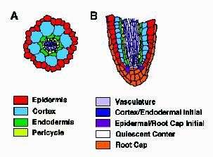 Schéma stavby kořene Arabidopsis