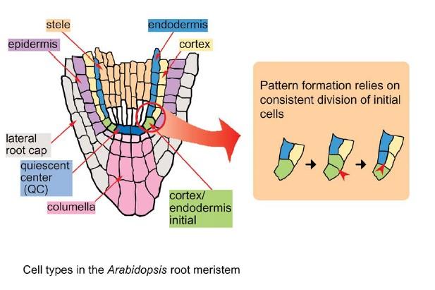 Buněčné typy v RAM Arabidopsis