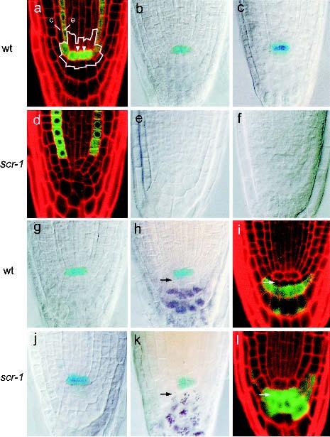 Transkripční faktor SCARECROW (SCR) je součástí informace o pozici kmenových buněk u kořenového meristému Arabidopsis Exprese SCR-GFP QC25 QC46 Sabatini et al.