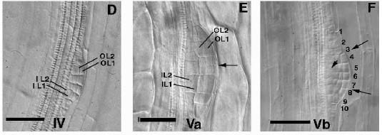 Stadia vývoje laterálního kořene u Arabidopsis Stage IV. A periclinal division in IL creates a fourth layer. Malamy and Benfey Development, 124, 1997 Stage Va.