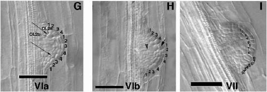 Stadia vývoje laterálního kořene u Arabidopsis Stage VIa. A periclinal division in all but the center cells of OL2 creates a new tier of cells (arrows). The two tiers are designated OL2a and OL2b.