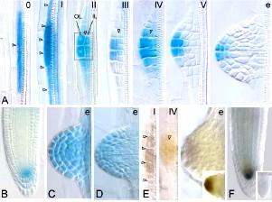 Distribuce auxinu a vývoj primordia laterálního kořene u Arabidopsis