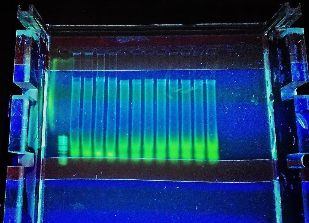 Separace izolované DNA horizontální elektroforézou v agarovém gelu Fotografie pod UV prohlížečem: zeleně svítící fluorescenční barvivo GoodView, které se navázalo na DNA a RNA.