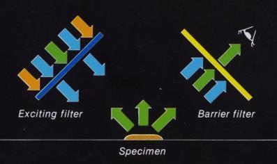 Funkce excitačního a bariérového filtru Excitační filtr Bariérový