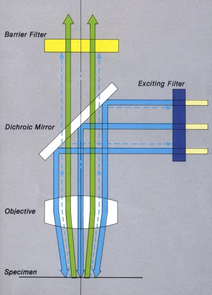 Dichroické zrcadlo při dopadu paprsků pod úhlem 45 odráží excitované světlo o kratší vlnové délce a naopak propouští emitované