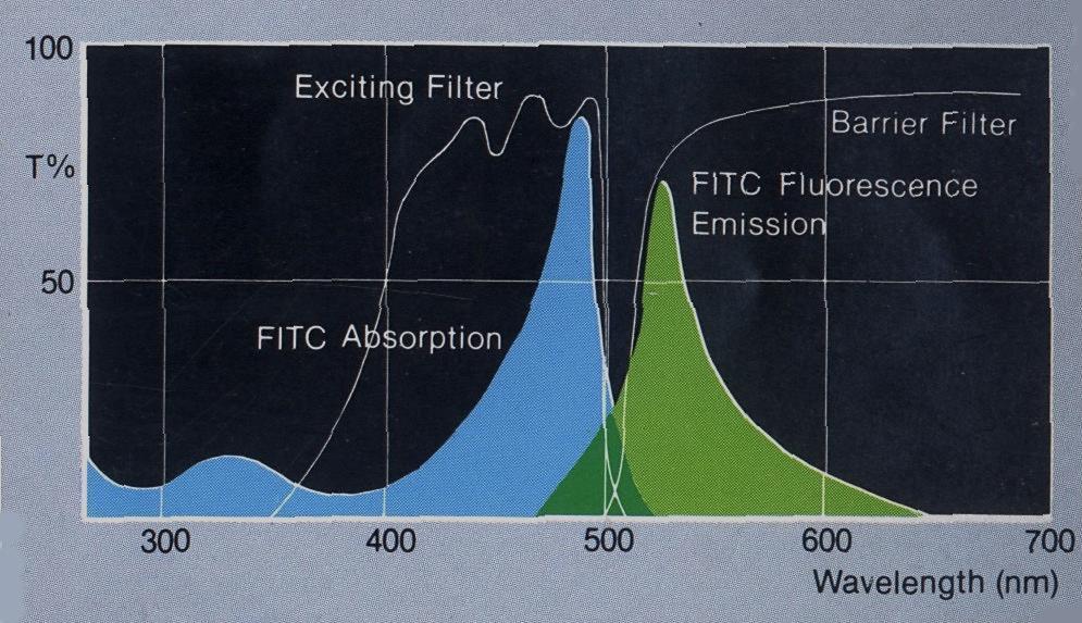 Příklad excitačního (modrá barva) a emisního spektra (zelená) fluorochromu FITC (WB kostka B excitace) FITC (Fluorescein-isothiokyanát) -