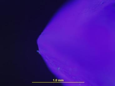 Fluorescenční mikroskopie - historie 1910 - August Kőhler - pozorování fluorescence pomocí ultrafialového spektra u mnoha preparátů UV - fluorit 1911 - Carl Reichert -