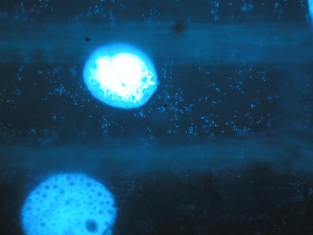 Sekundární fluorescence barvení DAPI - jádra pokožkových buněk u