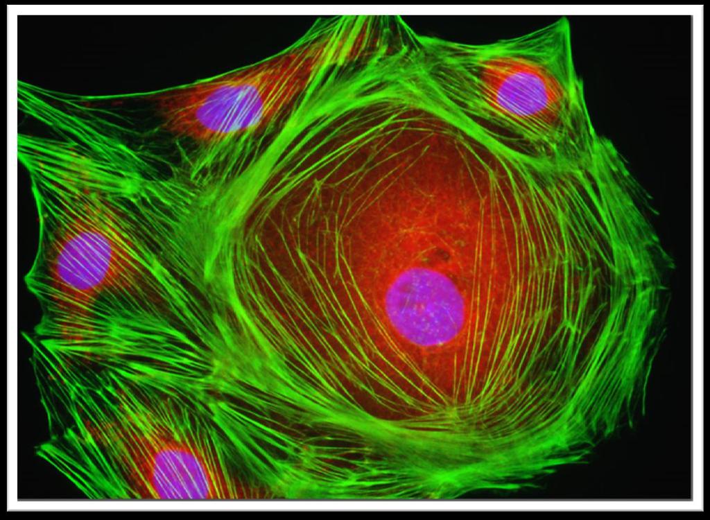 Vícenásobné barvení Buňky ledvin samce tarbíkomyši zabarvené fluorochromy Texas Red, Alexa Fluor 488 a DAPI