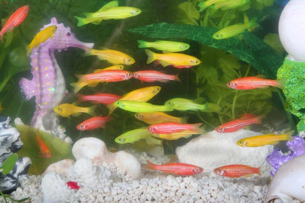 GloFish (zebřičky Danio pruhované, Danio rerio) viz