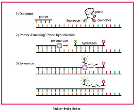 Hydrolyzační sonda - TaqMan sonda - olionukleotid s