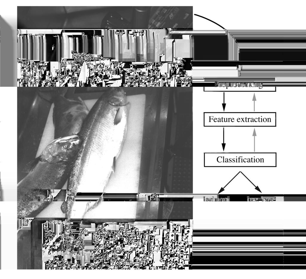 Motivační příklad I [Duda, Hart, Stork: Pattern Classification] Továrna na zpracování ryb 2 třídy -