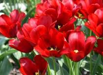 TULIPÁNY Mnohokvěté strana 10 183 CH.D.