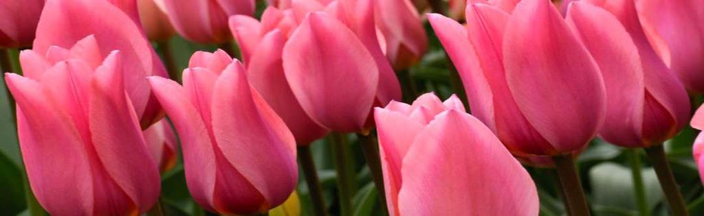 TULIPÁNY Fosterianna hybridy strana 11 187