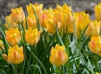 TULIPÁNY další botanické druhy strana 1 18182