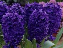 HYACINTY strana 18201 Carnegie čistě bílý, 55 Kč 18202 Gipsy Queen světle