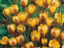 KROKUSY botanické strana 22 181 Kolekce botanických krokusů