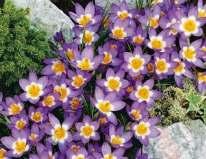 bez označení odrůd 188 chrysanthus Blue Pearl světle modrý,