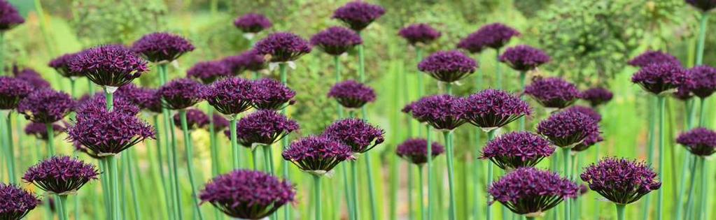OKRASNÉ ČESNEKY strana 2 1823 Allium atropurpureum temně purpurový