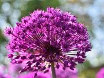12/+ cm Kč 5 18 Allium caeruleum azurově modrý středně velký květ,