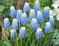 stále mírně vlhkou půdu, 70 Kč 1836 Galanthus nivalis flore pleno