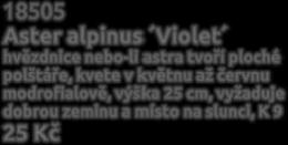 Ajuga reptans Black Scallop zběhovec s velkými lesklými temně