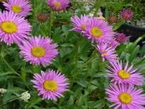182 Armeria maritima Armada Rose trávnička kvete kulovitými