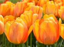 Tulipány sázíme od konce září do konce října na plné slunce