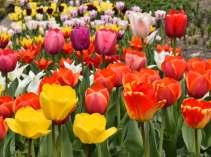 cm. Všechny tulipány kromě botanických je vhodné každoročně