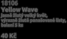žlutý velký květ, výrazně žlutě panašované listy, Kč 18101