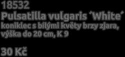 vialii Red Hot Poker v létě kvetoucí primule s neobvyklým tvarem